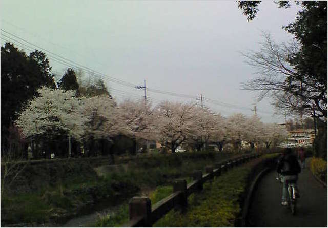 200803291644000 ３／２９黒目川サクラ.jpg