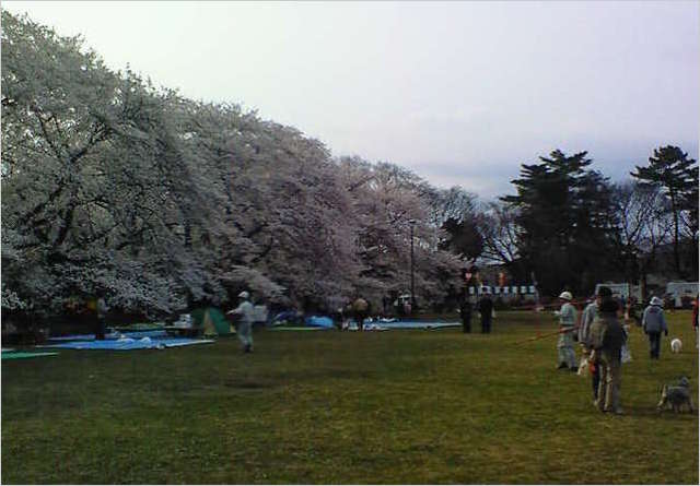 200803291644000 ３／３０小金井公園 桜並木①.jpg