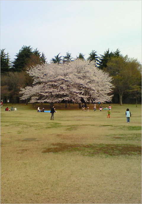 200803291644000 ３／３０小金井公園 １本桜.jpg