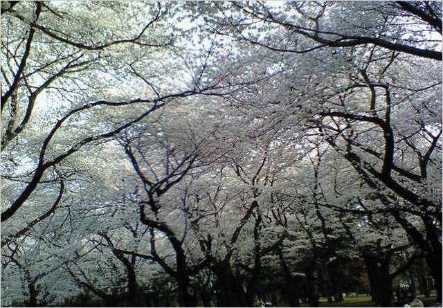 200803291644000 ３／３０小金井公園 桜並木.jpg
