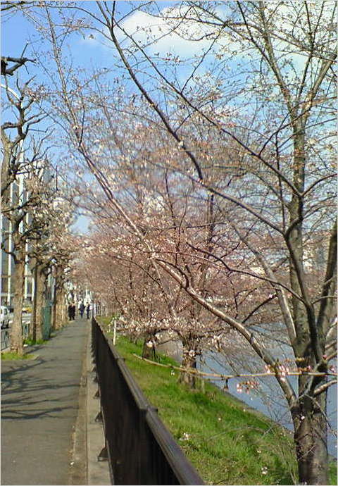 200803251411000 ３／２５市ヶ谷 桜②.jpg