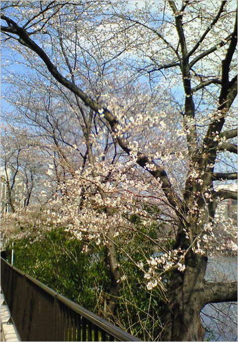 200803251411000 ３／２５市ヶ谷 桜①.jpg