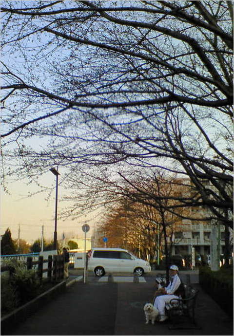 200803221637000 ３／２２桜はまだ.jpg