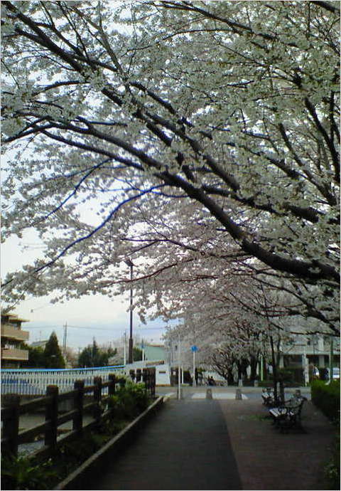 200803291644000 ３／２９黒目川サクラ2.jpg