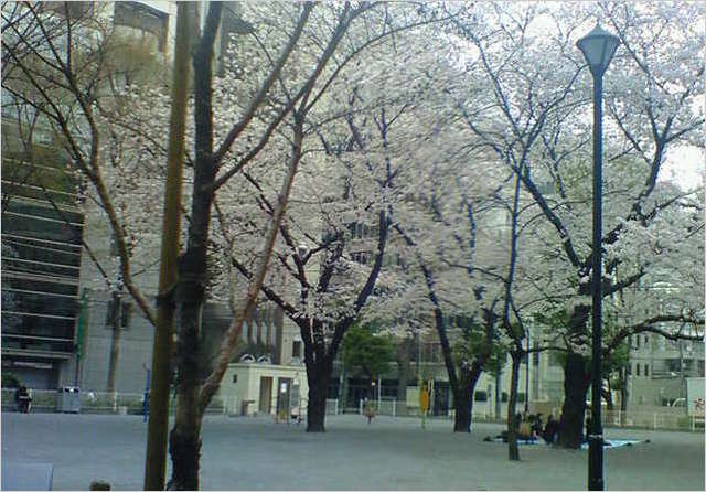 200803251411000 ３／２８桜 .jpg